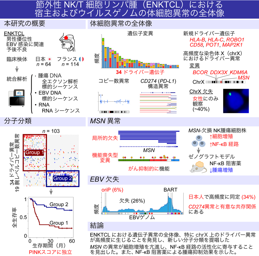 節外性NK/T細胞リンパ腫（ENKTCL）における宿主およびウイルスゲノムの異常の全体像