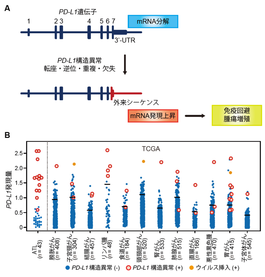 様々ながん腫におけるPD-L1 3′-UTR異常