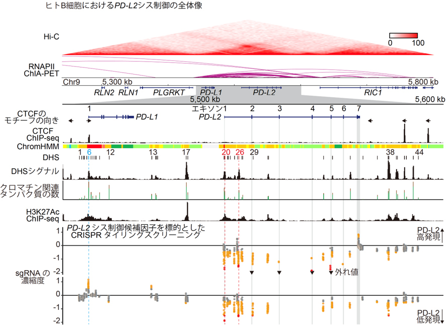 ヒトB細胞におけるPD-L2シス制御の全体像