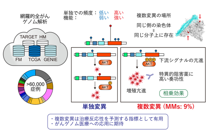網羅的全がんゲノム解析