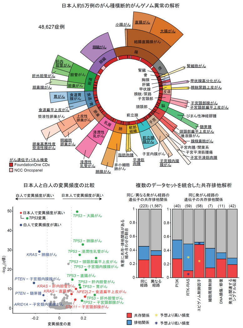 日本人約5万例のがん種横断的がんゲノム異常の解析